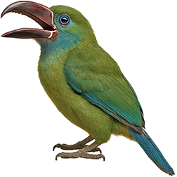 Tepui Toucanet